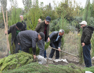 Ağsu rayonunda “Yaşıl dünya naminə həmrəylik ili” çərçivəsində ağacəkmə aksiyası keçirilib