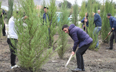 Ağsu rayonunda “Yaşıl dünya naminə həmrəylik ili” çərçivəsində ağacəkmə aksiyası keçirilib